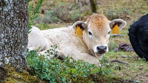Free Brown Calf Lying on Grass Stock Photo