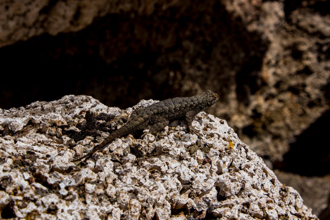 Free Close-Up Photography of Lizard On Stone Stock Photo