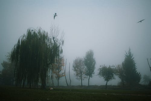 Free stock photo of bird, cat, fog