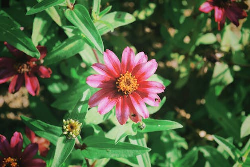 Imagine de stoc gratuită din flori artificiale