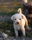 Yellow Labrador Retriever Puppy on Green Grass Field
