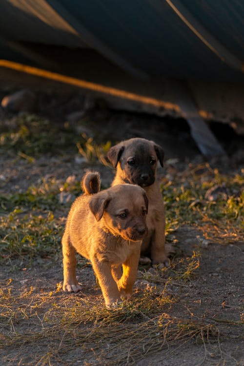 Close-Up Shot of Two Cute Puppies on the Ground