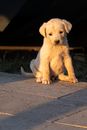 Yellow Labrador Retriever Puppy on Grey Concrete Pavement