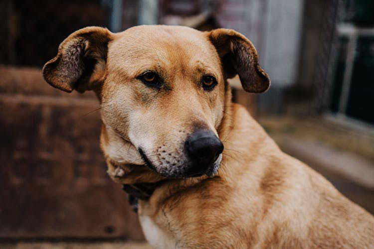 Portrait Of Focused Dog