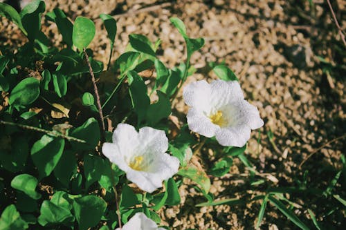 白, 花の無料の写真素材
