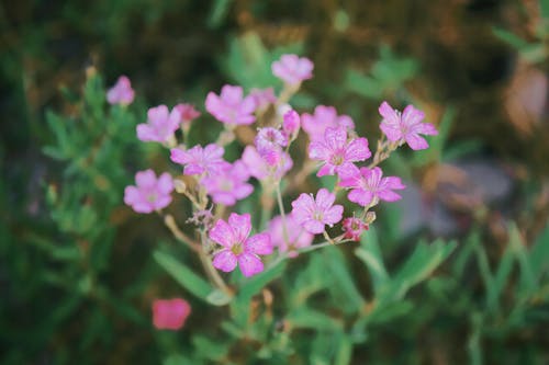花の無料の写真素材