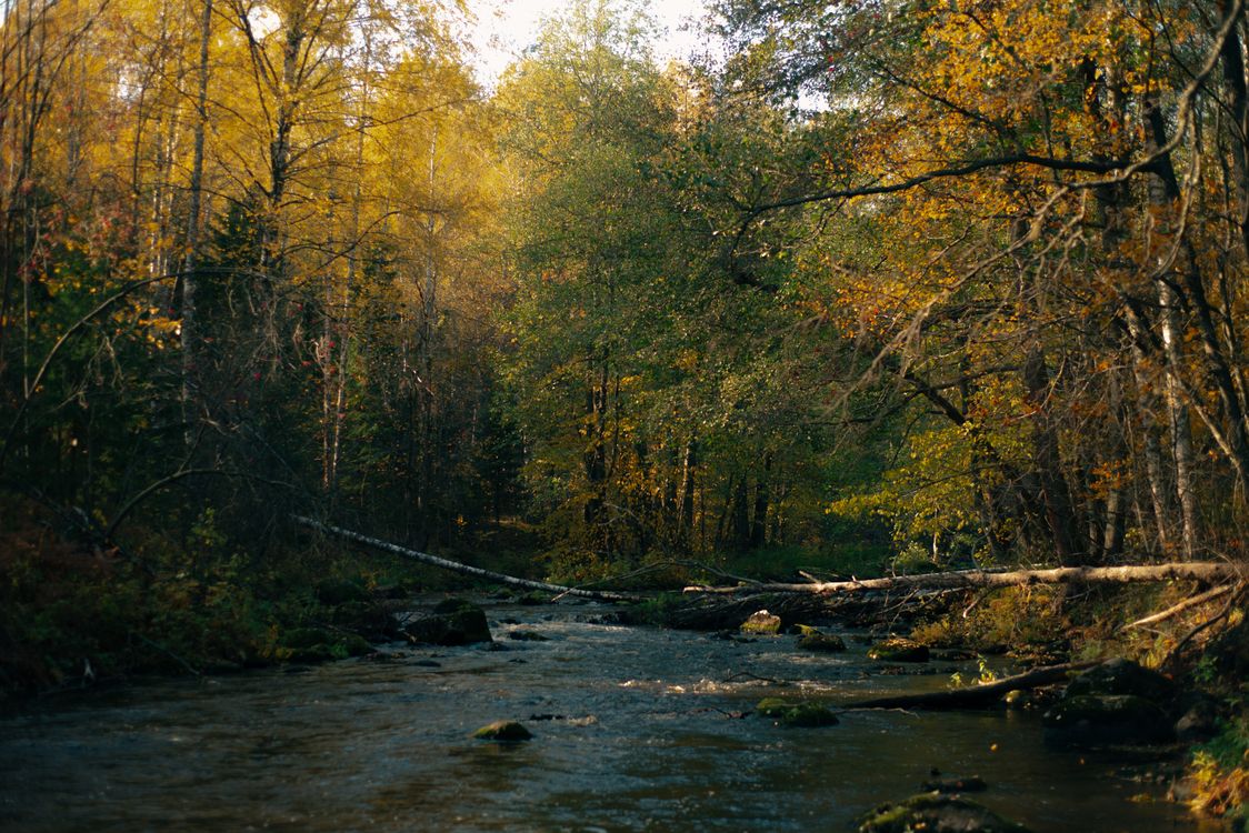 A River in the Forest ยท Free Stock Photo