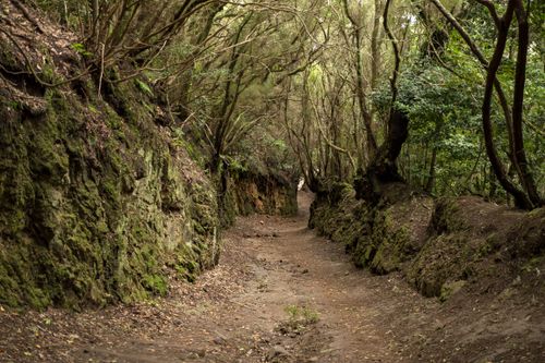 Free Explore a tranquil forest trail surrounded by lush greenery in the Canary Islands. Stock Photo