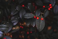 Red Round Fruits on Green Leaves