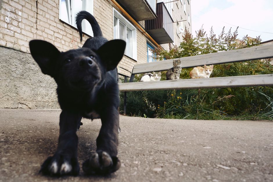 A playful black puppy stretching near a bench where three cats sit outdoors.