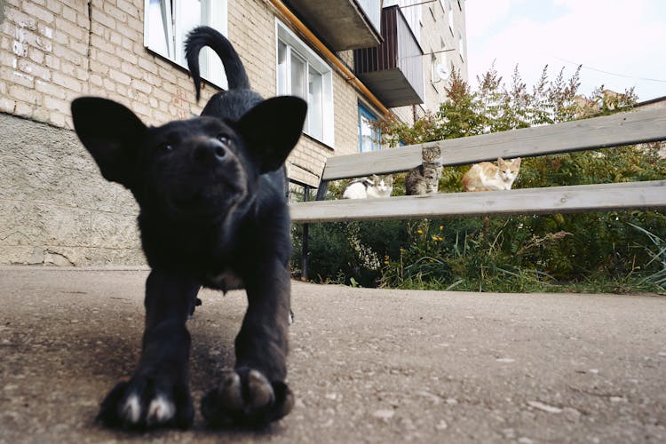 Cats Looking At A Black Puppy While Sitting On A Bench