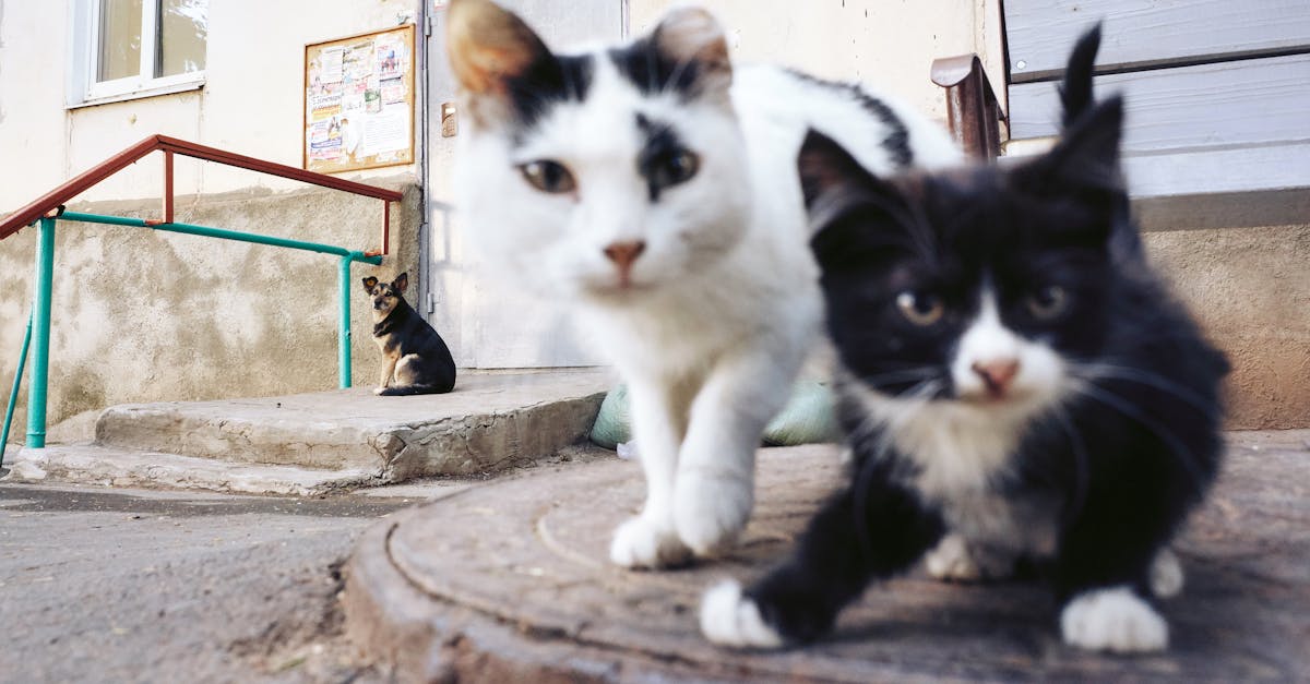 How do cats get along with dogs