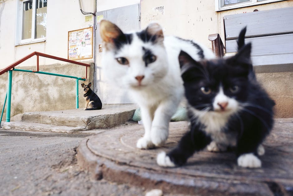 How do cats get along with dogs