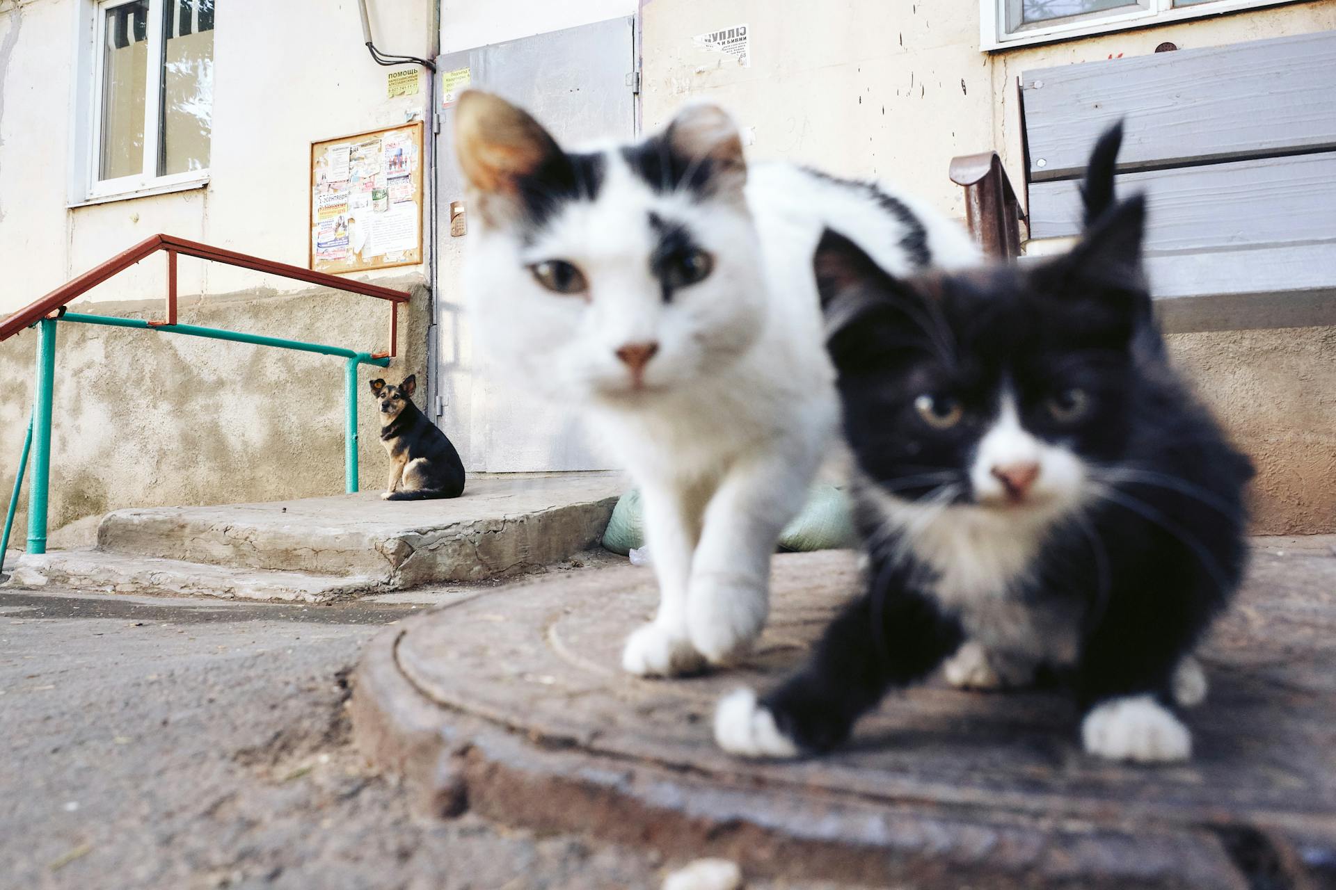 Un chien qui regarde des chats