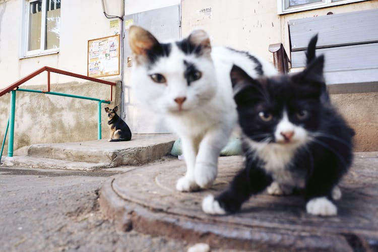 A Dog Looking At Cats