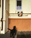 Dog Looking at Woman in Window