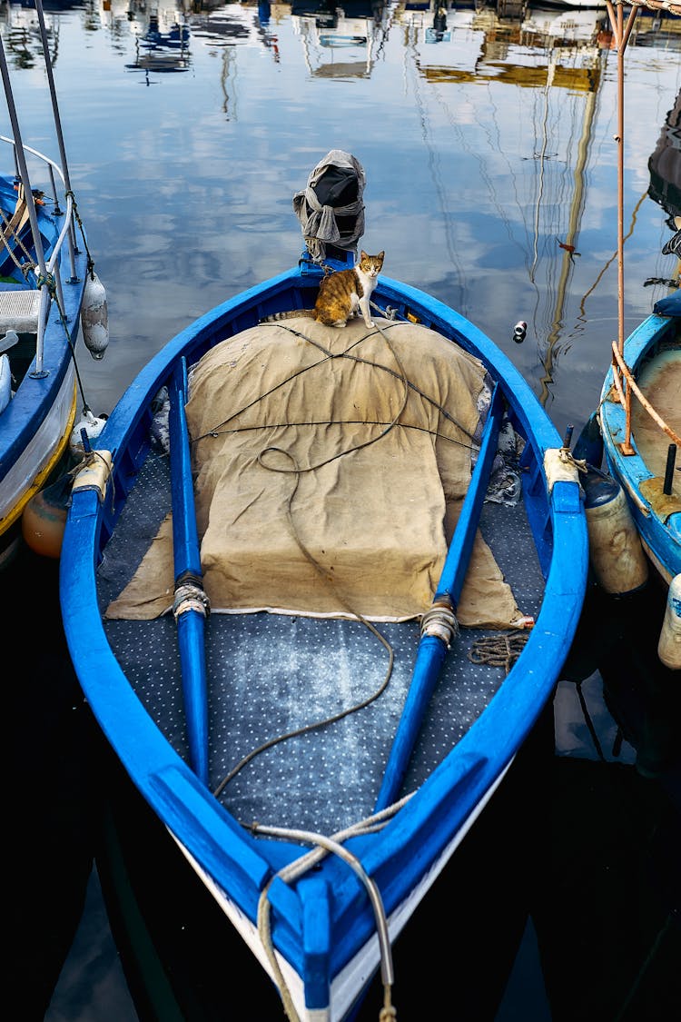 A Cat Sitting In A Boat