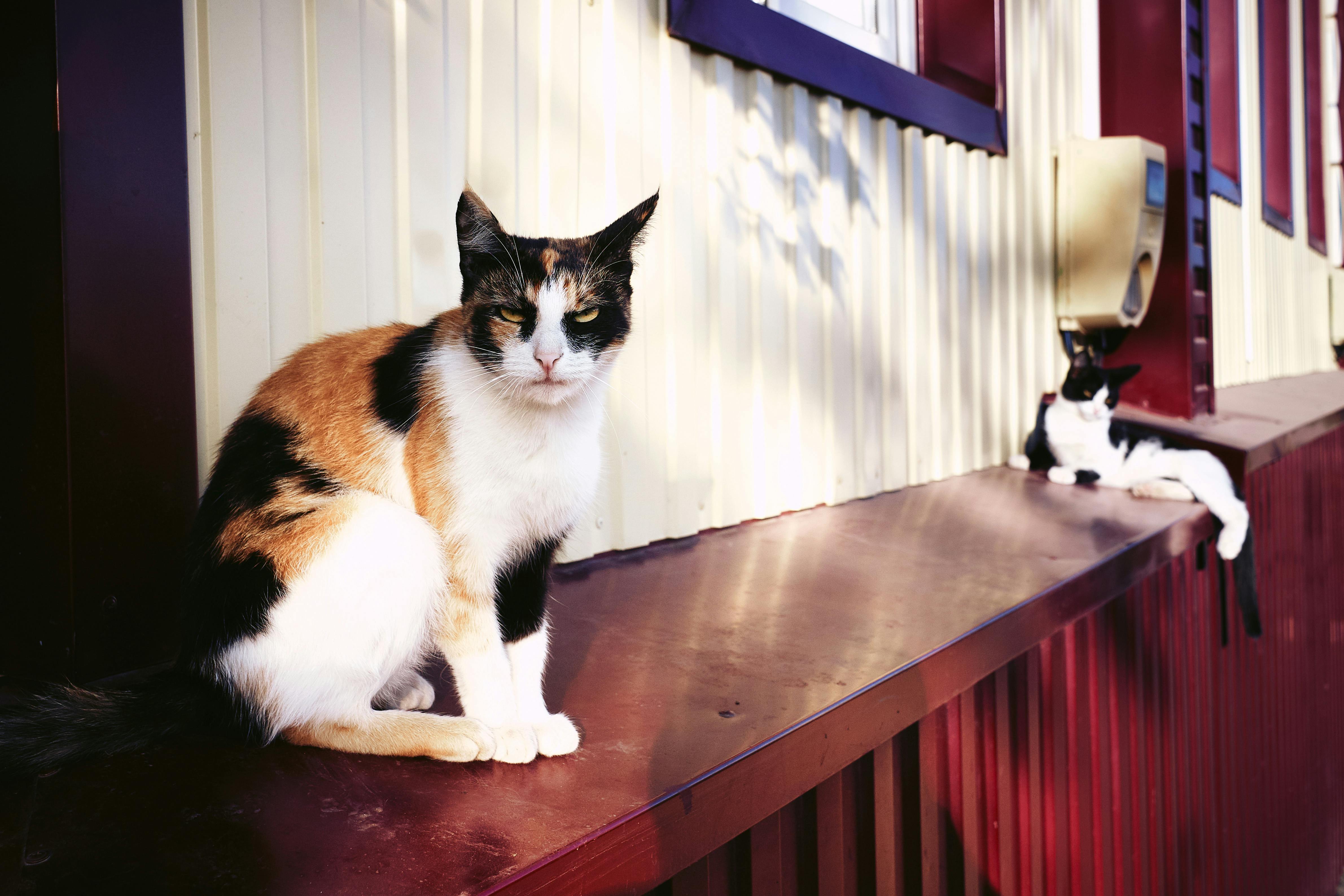 Angry meow cat stock photo. Image of life, beautiful, expression