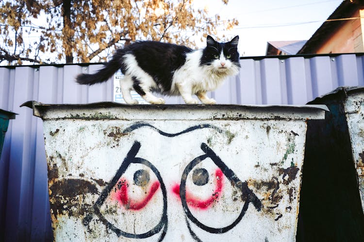 A Cat On A Dumpster