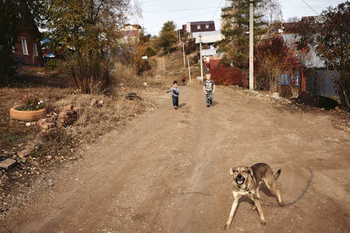 Boys and a Dog Running Down a Dirt Road