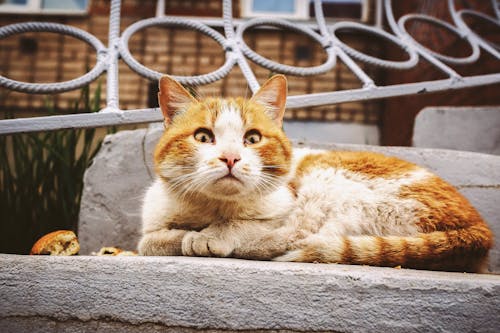 An Orange Tabby Cat with Eyes Wide Open 