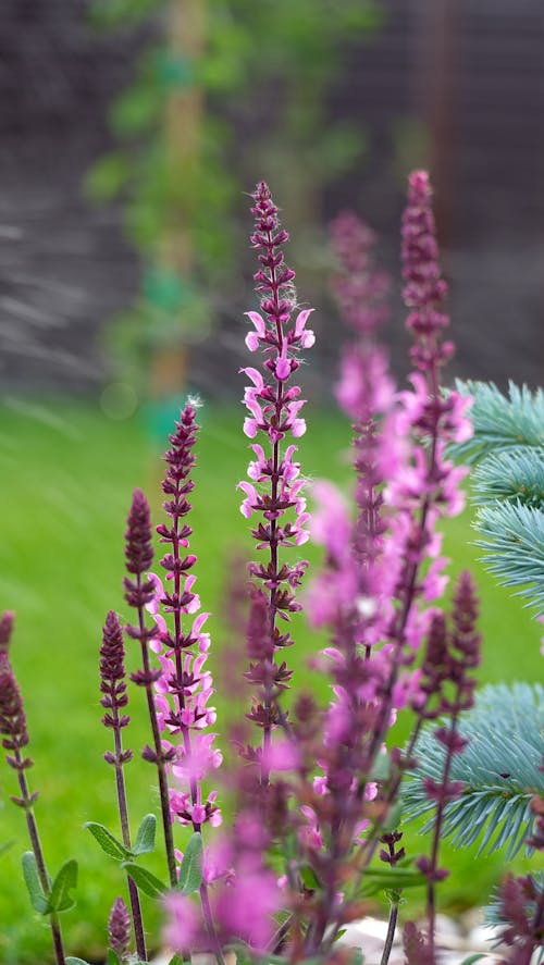 Immagine gratuita di esterno, fiori che sbocciano, fiori viola