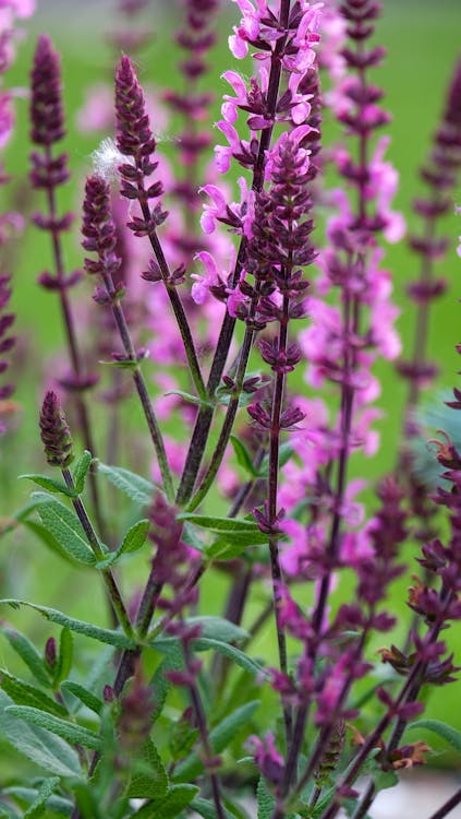 Gratis arkivbilde med blomster, blomstre, flora