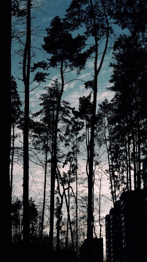 คลังภาพถ่ายฟรี ของ ความคมชัด, ซิลูเอตต์, ต้นไม้สูง