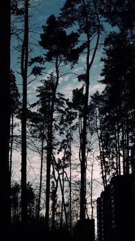Silhouette of towering trees contrasting against a city skyline during twilight in Moscow.