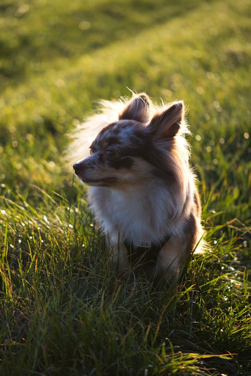 Gratis stockfoto met buiten, dag tijd, grasveld