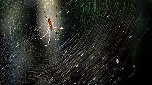 Δωρεάν στοκ φωτογραφιών με web, αράχνη, αραχνοειδές έντομο Φωτογραφία από στοκ φωτογραφιών
