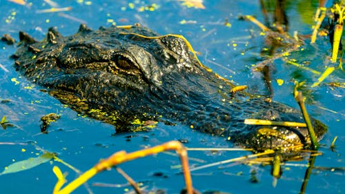 Kostnadsfri bild av kamouflage, Krokodil, reptil