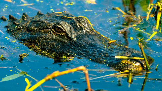 Everglades airboat safari — Miami