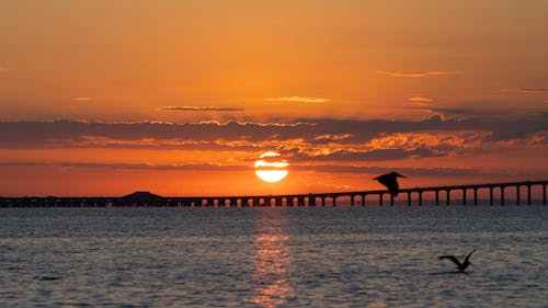 Silhouette of Bird on Beach during Sunset