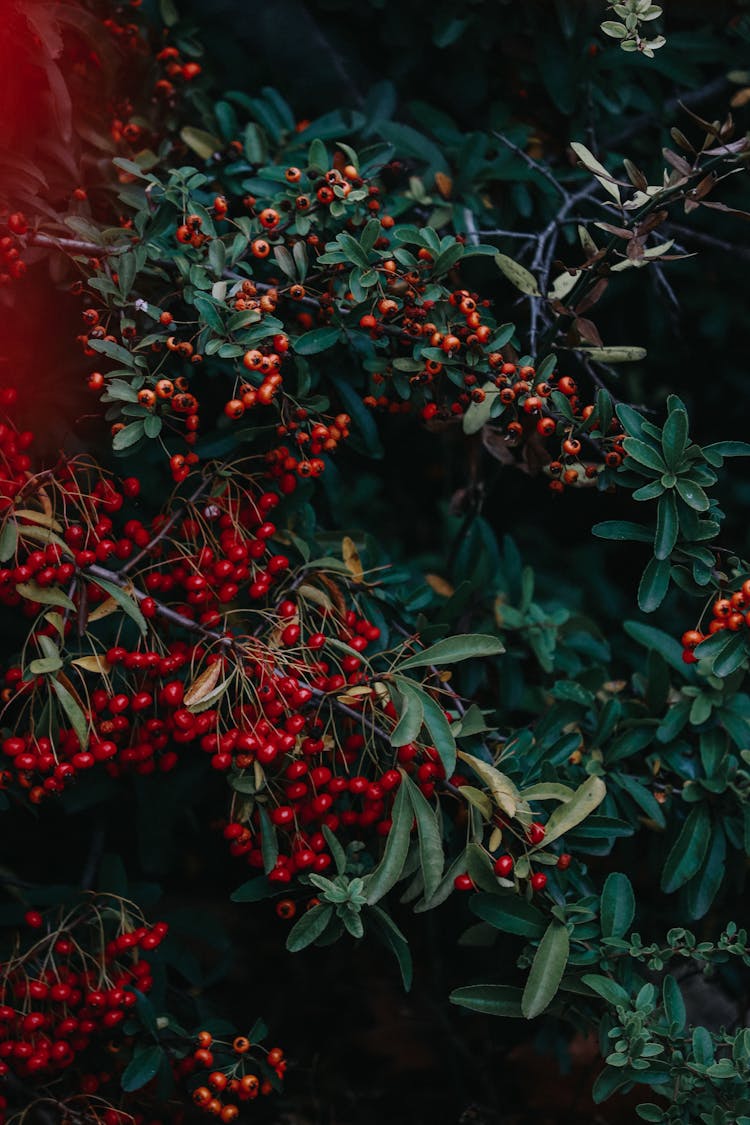 A Close-Up Shot Of A Scarlet Firethorn Plant