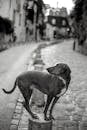 Grayscale Photography of Short Coated Dog on Pavement