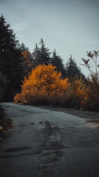 A winding road surrounded by colorful autumn trees and vibrant foliage in a serene forest setting.
