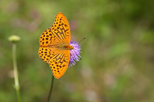 Free Orange Butterfly Perched on Purple Flower Stock Photo
