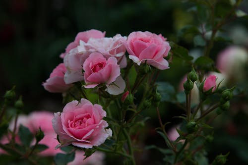 Kostenloses Stock Foto zu flacher fokus, flora, pinke blumen