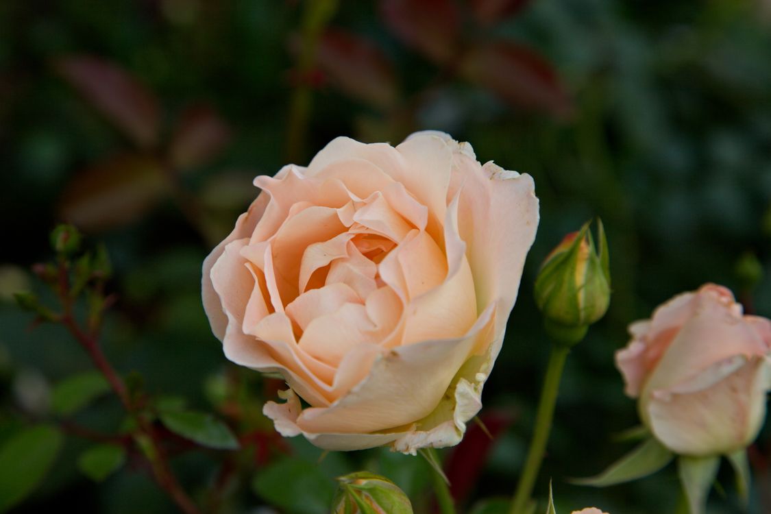 Fine Rose Close-Up Shot of a Blooming Rose Flower · Free Stock Photo