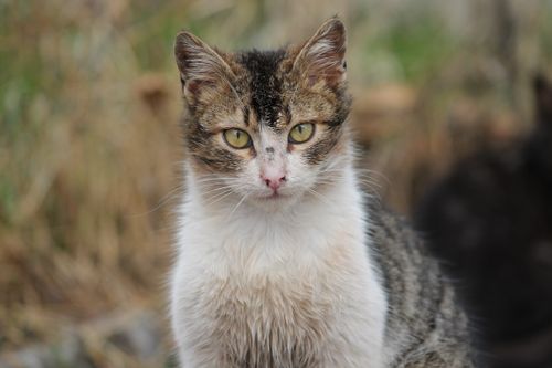 Free A detailed close-up of a stray cat in Söke, Türkiye, showing its features and natural surroundings. Stock Photo