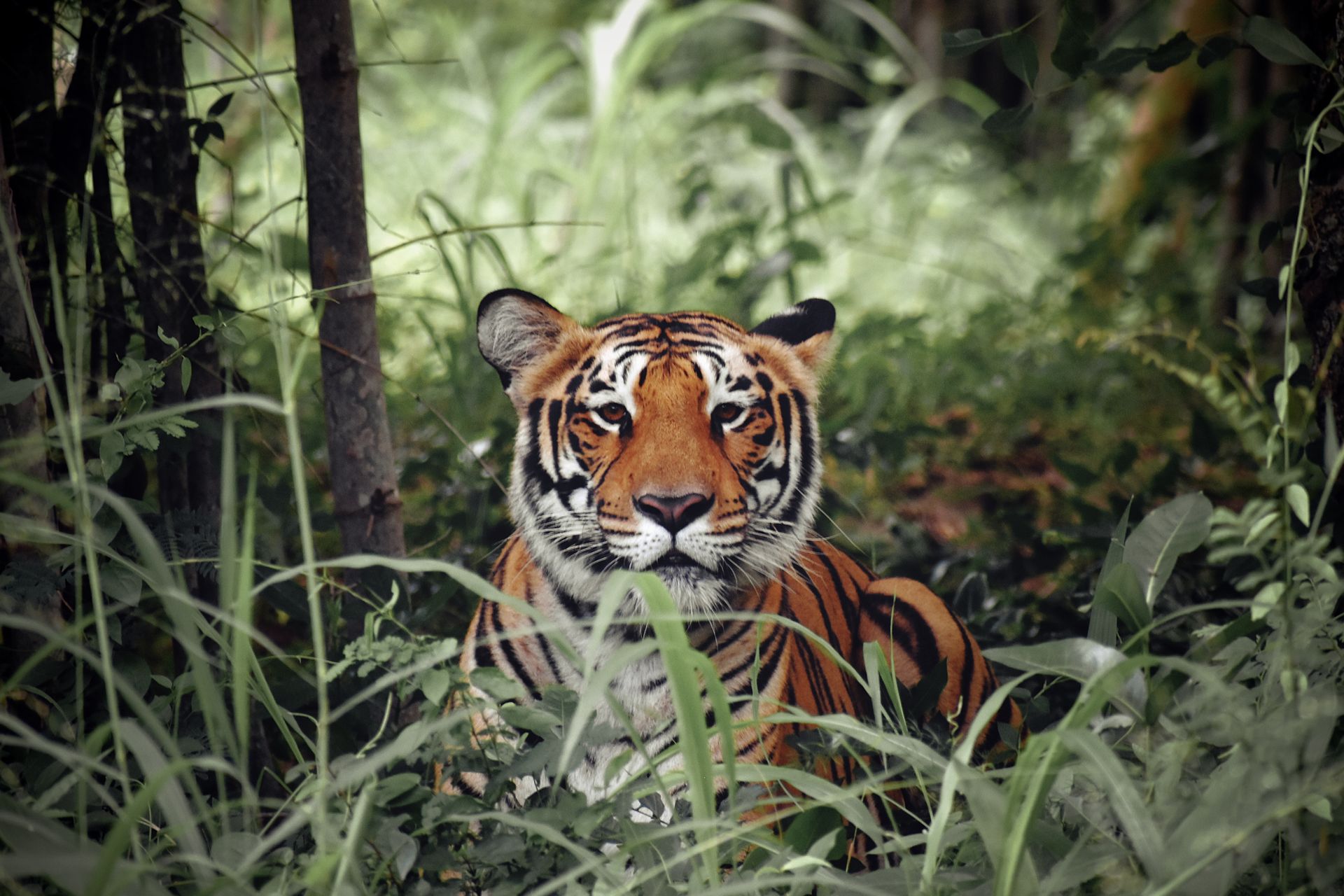 Majestic Bengal tiger camouflaged in lush Indian jungle.