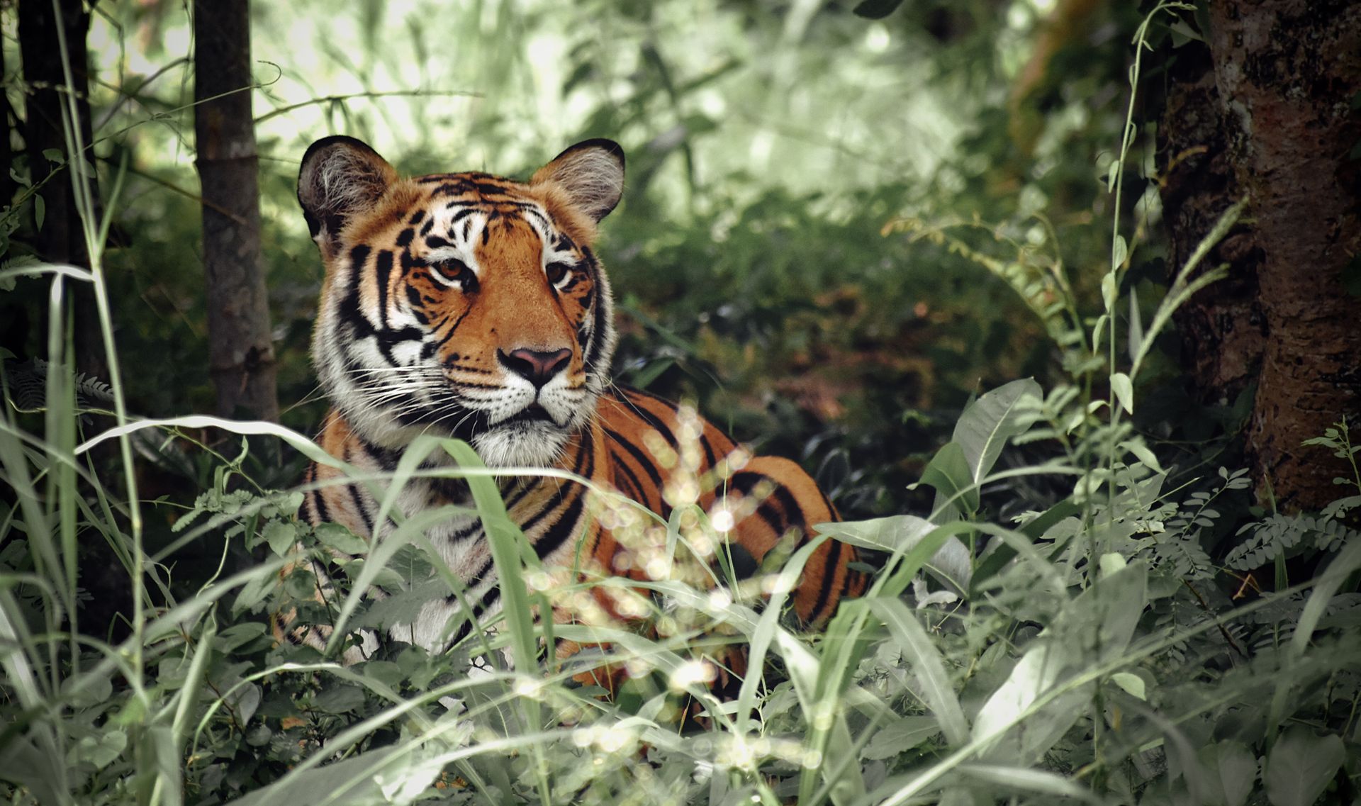 Close-up of a Bengal tiger camouflaged in a lush Indian jungle.
