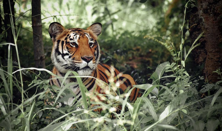 Tiger Sitting On Grass