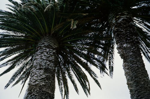 Free Green Palm Tree Under White Sky Stock Photo