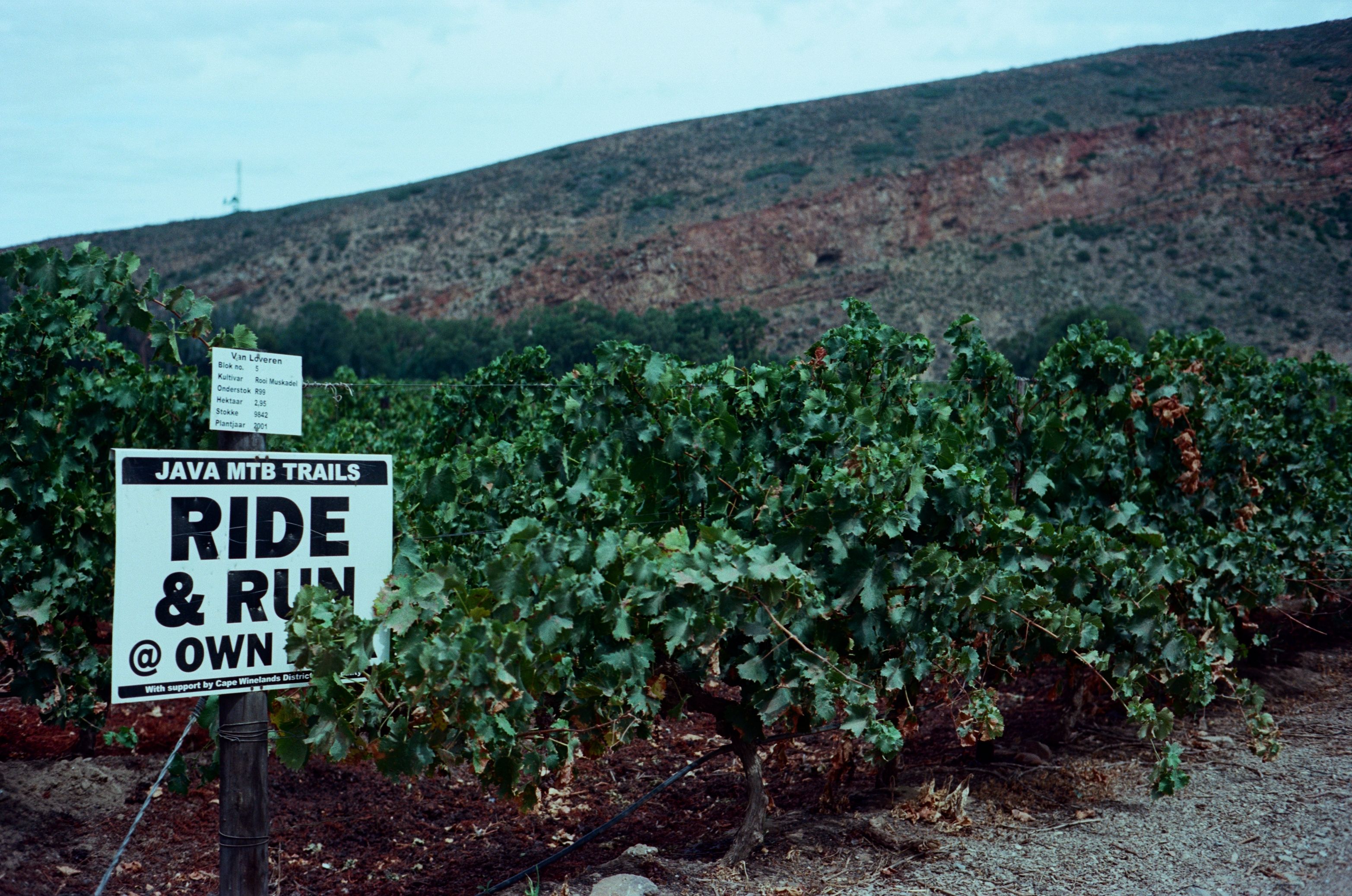 Lush vineyard with a trail sign against the backdrop of South African hills.