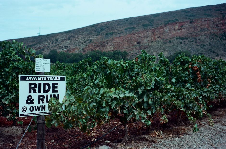 Lush vineyard with a trail sign against the backdrop of South African hills.