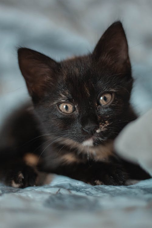 Free Close Up Photo of a Black Kitten Stock Photo