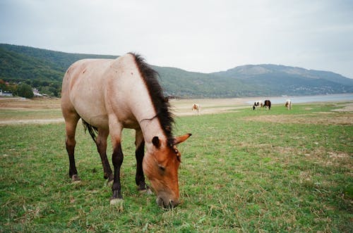 Fotos de stock gratuitas de animales de granja, caballo, campo de hierba
