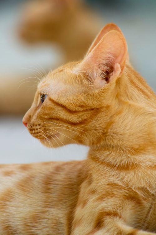 Free Close-up image of a cute orange tabby cat with a blurred background, showcasing its calm demeanor. Stock Photo